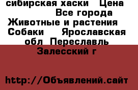 l: сибирская хаски › Цена ­ 10 000 - Все города Животные и растения » Собаки   . Ярославская обл.,Переславль-Залесский г.